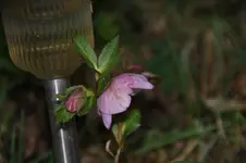 DSC07332.webp