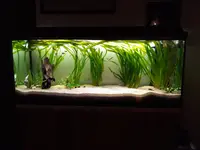 aquarium.webp