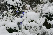 Winter7519.webp