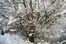 Winter9019u.JPG