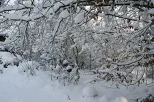 Winter9019v.webp