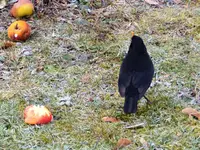 image001.webp