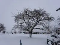 DSC00101.webp