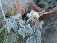 Eisrose2.webp