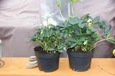 DSC07340.webp