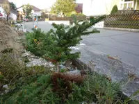 Abies koreana_Compact Dwarf_.JPG