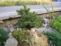 Picea abies Wazlawiz_Hofberg_23.10.2016.JPG