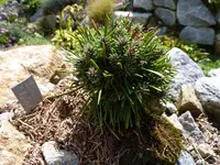 Pinus unicinata _Istar_30.08.2014.webp