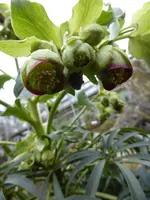 P1110766.webp