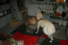 DSC07365.webp