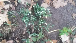 Schnee unscharf.webp