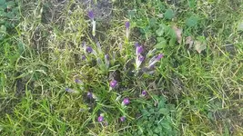 Krokus.webp
