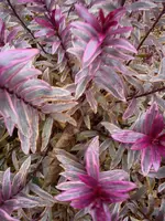 DSC05326.webp