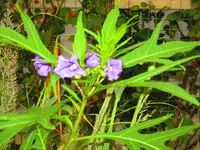 IMG_1264.webp