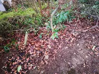 kleine Ecke 1.webp