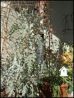 c052.jpg