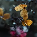 0M3A5890.webp