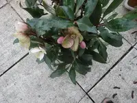 P1000456.webp