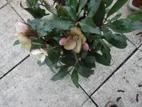 P1000456.webp
