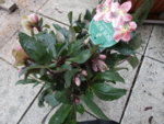 P1000464.JPG