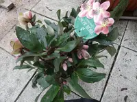 P1000464.webp