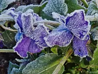 c057.webp
