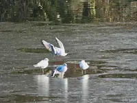 c060.webp
