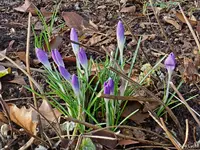 c066.webp
