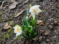 c069.webp