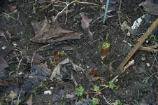 DSC07371.webp