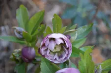 DSC07378.JPG