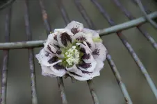 DSC07380.webp