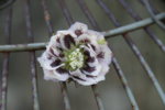DSC07380.JPG