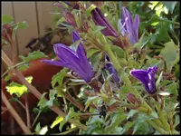 c077.webp
