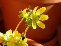 P1050260.webp