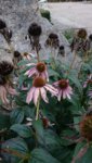 DSC_0176.JPG