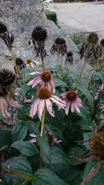 DSC_0176.webp
