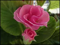 005.webp