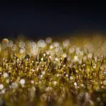 0M3A5933.webp