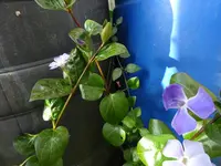 DSC00103.webp