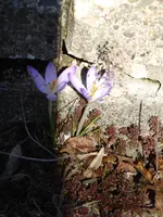 P1110807.webp