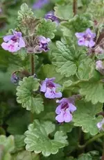 glechoma_hederacea11_183x280.webp