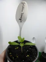 P1110830.webp