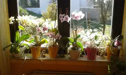 IMG-20190215-WA0003.jpg