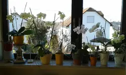 IMG-20190215-WA0004.webp