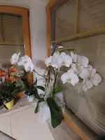 15505102501881232499746.webp