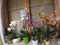 15505102759971800954249.webp