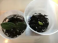 2019-02-18 Luffa1.webp