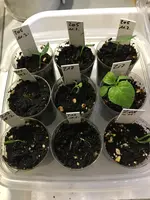 2019-02-18 Chilis diverse.webp