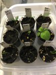 2019-02-18 Chilis diverse.JPG